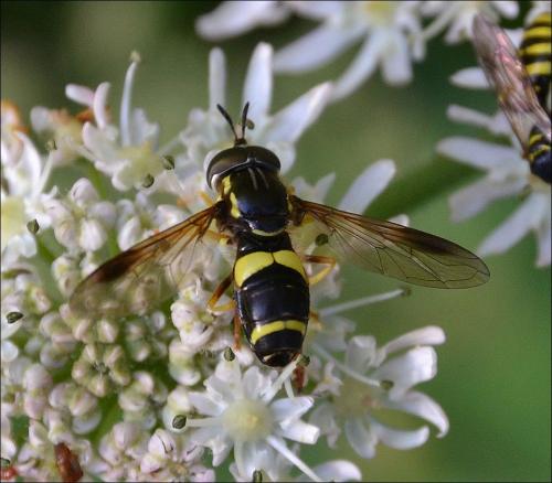 Réf. 124 161 : Chrysotoxum bicinctum