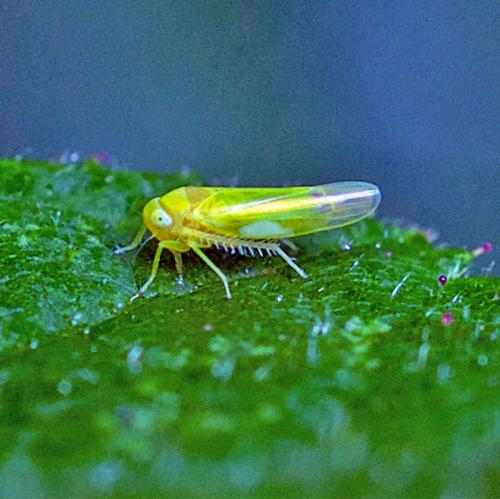 Réf. 124 289 : Alebra sp.