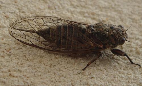 Tettigettalna argentata