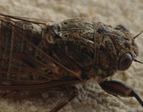 Tettigettalna argentata
