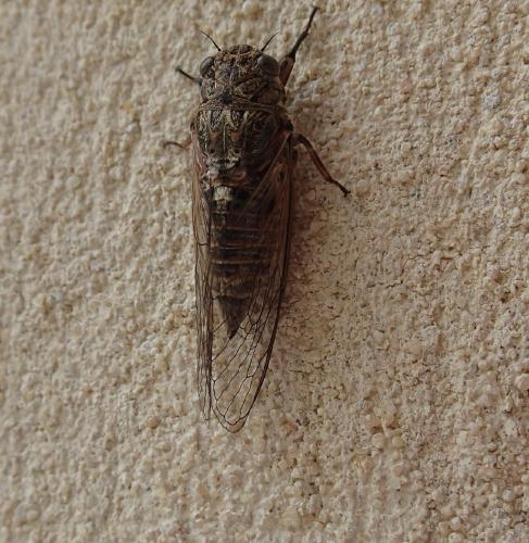 Tettigettalna argentata