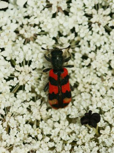 Réf. 124 001 : Trichodes alvearius