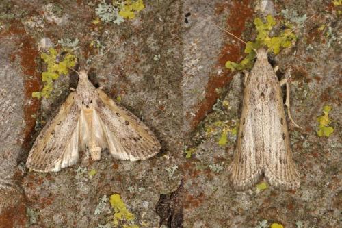 Lamoria zelleri