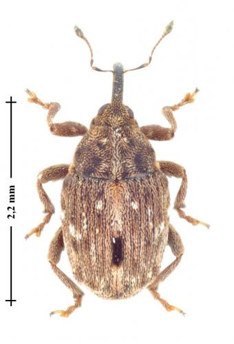 Microplontus rugulosus