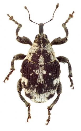 Hadroplontus litura
