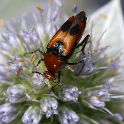 Réf. 124 459 : Macrosiagon bimaculata