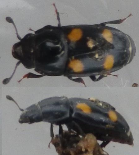 Glischrochilus hortensis