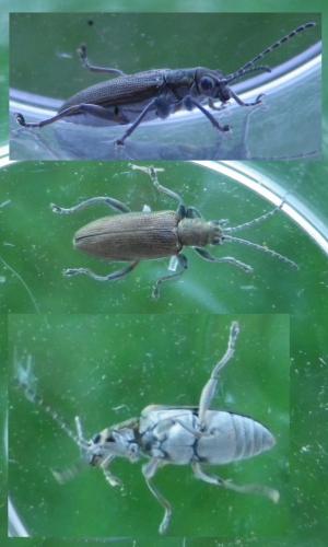 Réf. 124 276 : Donacia cinerea