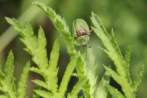 Cassida stigmatica