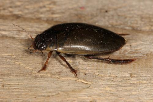 Réf. 124 561 : Colymbetes fuscus