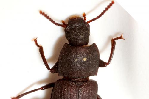 Tenebrio sp.