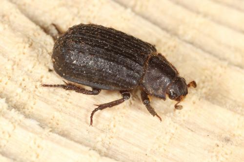 Trox scaber