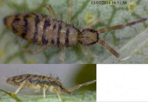 Réf. 124 186 : Entomobrya multifasciata