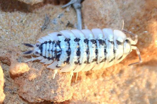 Porcellio sp.