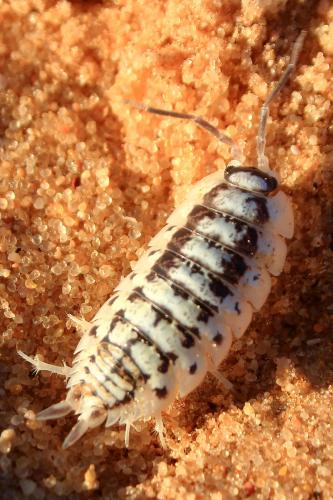 Porcellio sp.