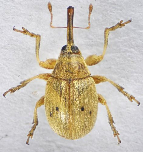 Réf. 124 699 : Corimalia pallida