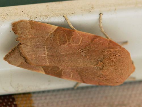 Noctua sp.