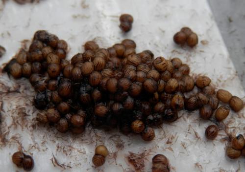 Cossus cossus