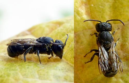 Heriades sp.