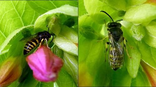 Bembecinus tridens
