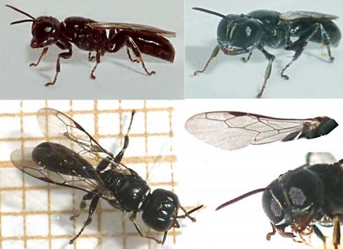 Réf. 124 407 : Crossocerus elongatulus