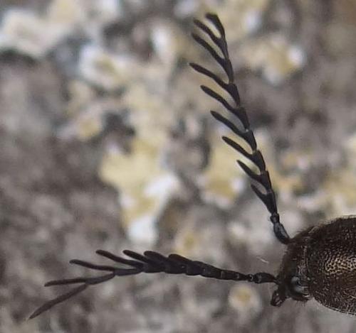 Ctenicera pectinicornis
