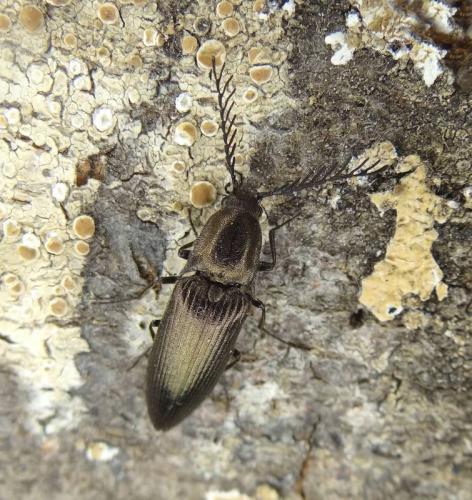 Réf. 124 283 : Ctenicera pectinicornis