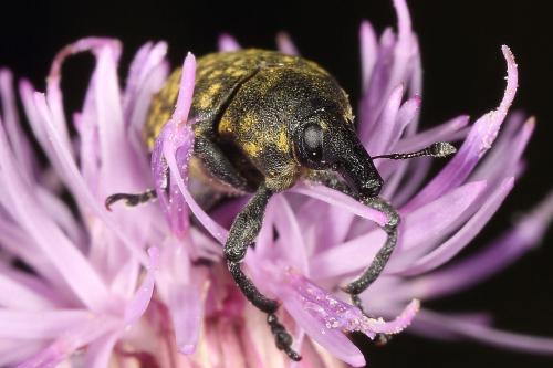 Larinus turbinatus