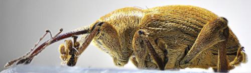 Réf. 124 131 : Curculio pellitus
