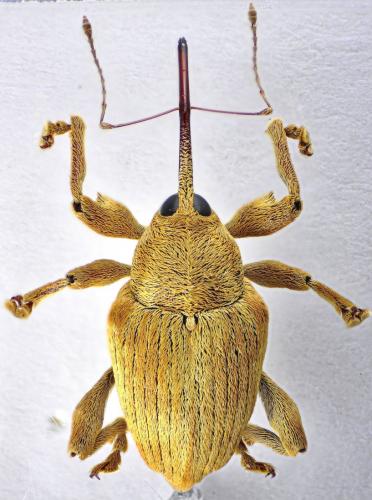 Réf. 124 132 : Curculio pellitus