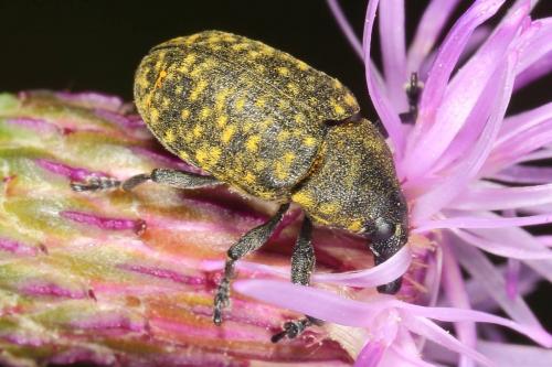 Réf. 124 326 : Larinus turbinatus