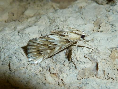 Cynaeda dentalis
