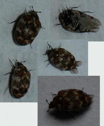 Anthrenus sp.