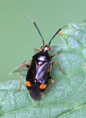 Deraeocoris ruber