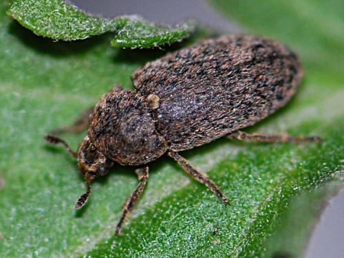Dermestes mustelinus