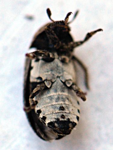 Dermestes mustelinus