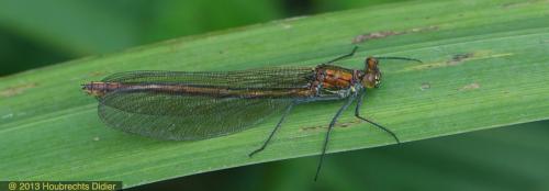 Calopteryx sp.