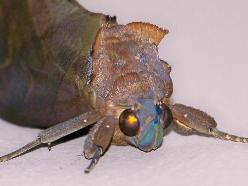 Réf. 124 961 : Eudocima phalonia