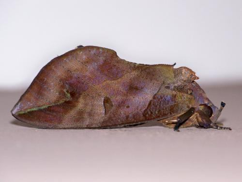 Réf. 124 965 : Eudocima phalonia