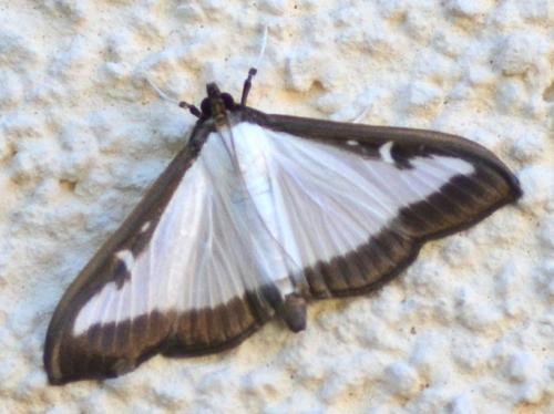 Cydalima perspectalis