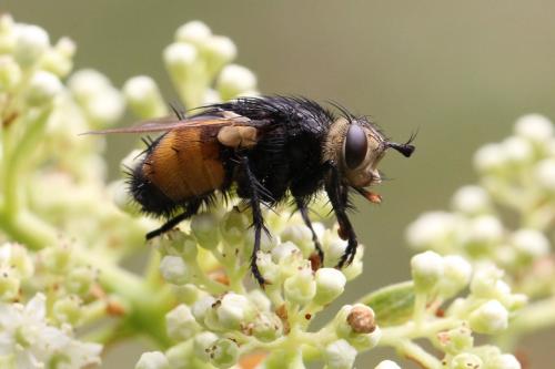 Nowickia ferox