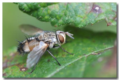 Frontina laeta