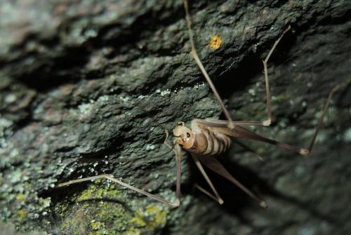 Dolichopoda bormansi