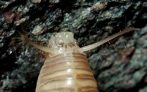 Dolichopoda bormansi