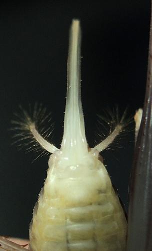Dolichopoda bormansi