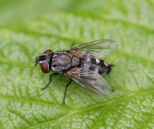 Réf. 124 597 : Metopia sp.