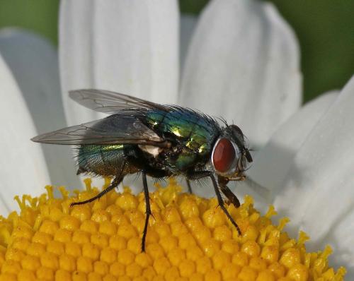Réf. 124 591 : Lucilia sericata