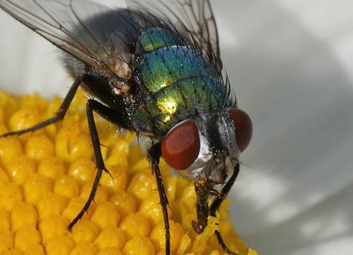 Lucilia sericata