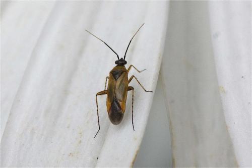 Plagiognathus arbustorum
