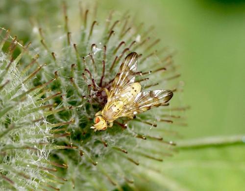 Réf. 124 430 : Terellia tussilaginis